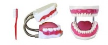 modelo cuidado dental